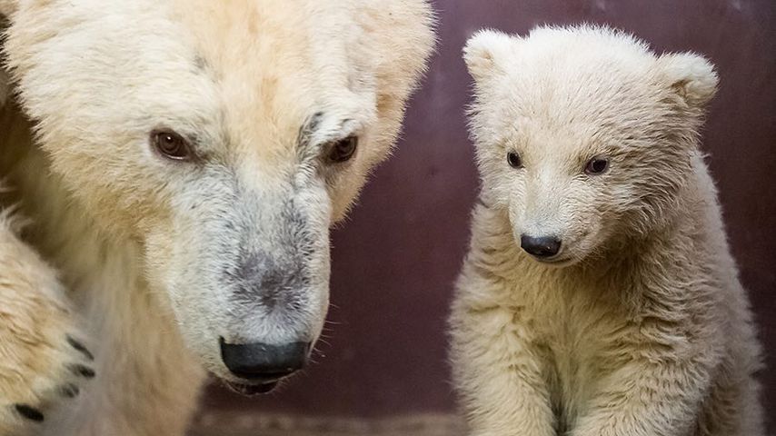 Eisbär-Baby im Tierpark Berlin: Tonja hat Nachwuchs bekommen