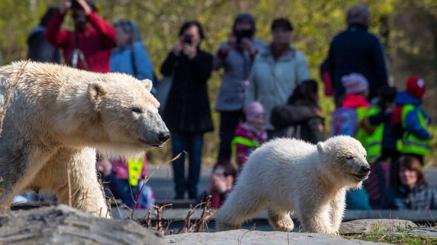 Tonja und Hertha im Tierpark Berlin, 2019