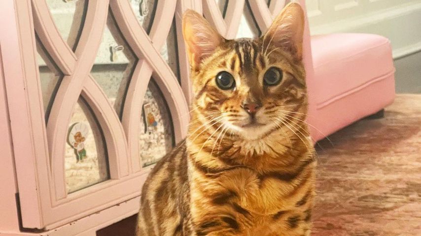 Emilio, der Kater der Baldwins