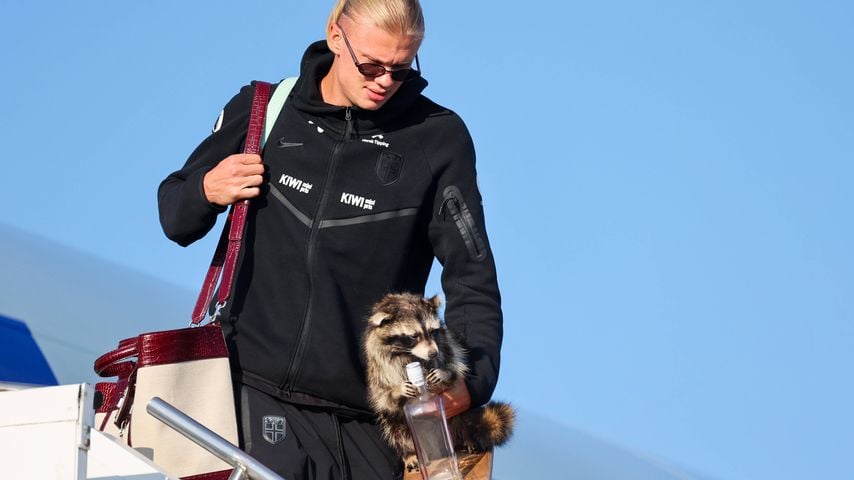Skurrile Bilder: Erling Haaland landet mit Whisky-Waschbär