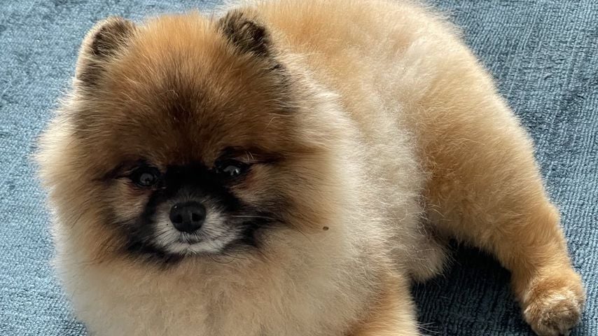 Farina Opokus Hund Carlo im März 2021