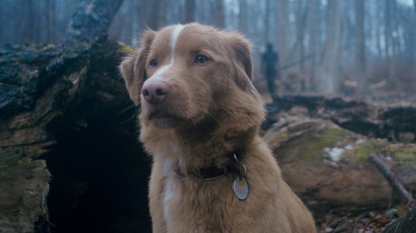 Offener Brief: Wird es bald Oscar für tierische Stars geben?