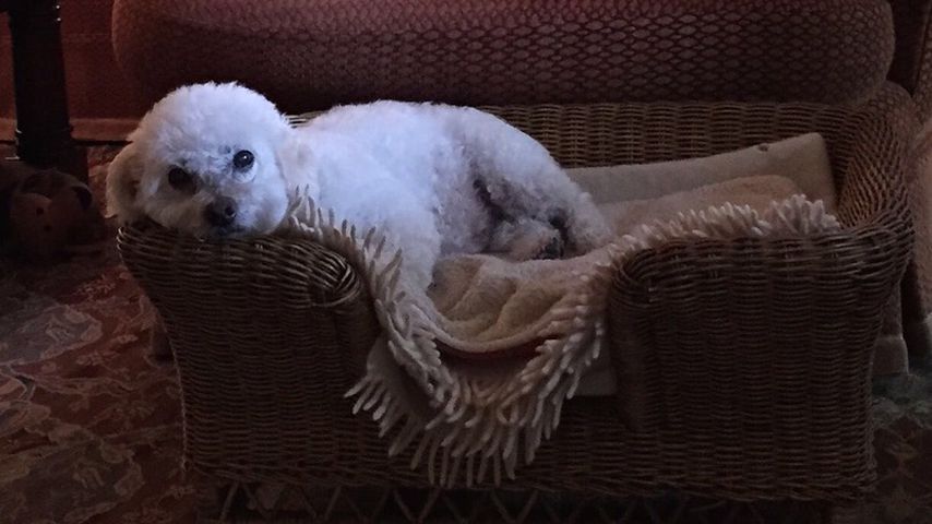 Freddie, der Hund von Michelle Pfeiffer