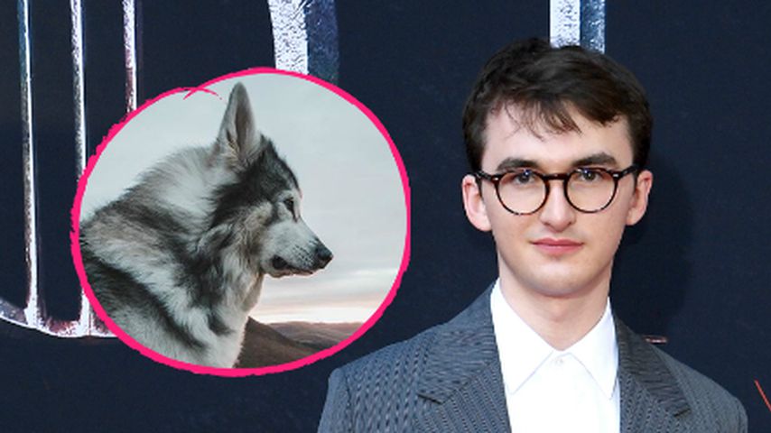 "Game of Thrones"-Fans trauern: Brans Wolf ist gestorben