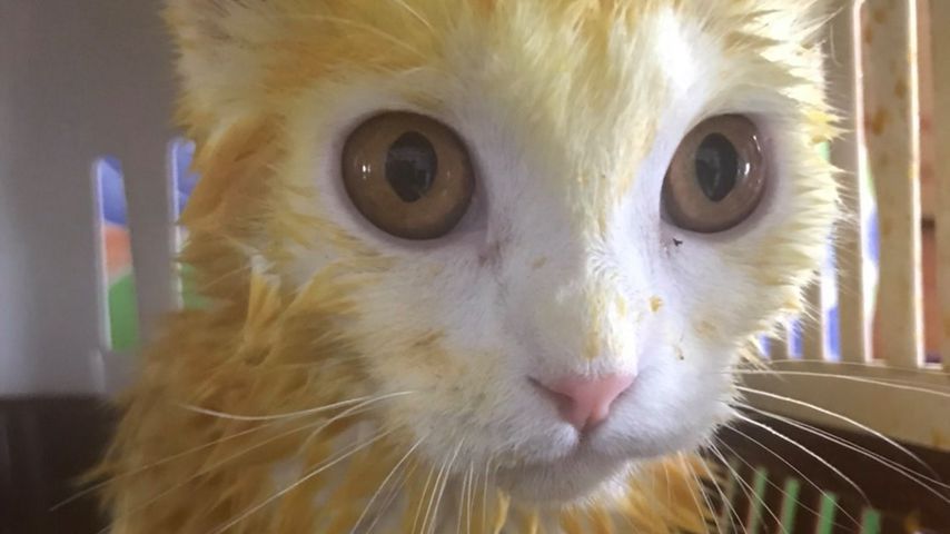 Thammapas Katze im Jahr 2020