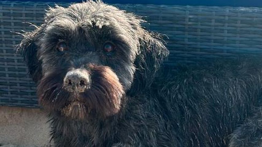 Gerda Lewis' Hund in Jannik Kontalis' Story