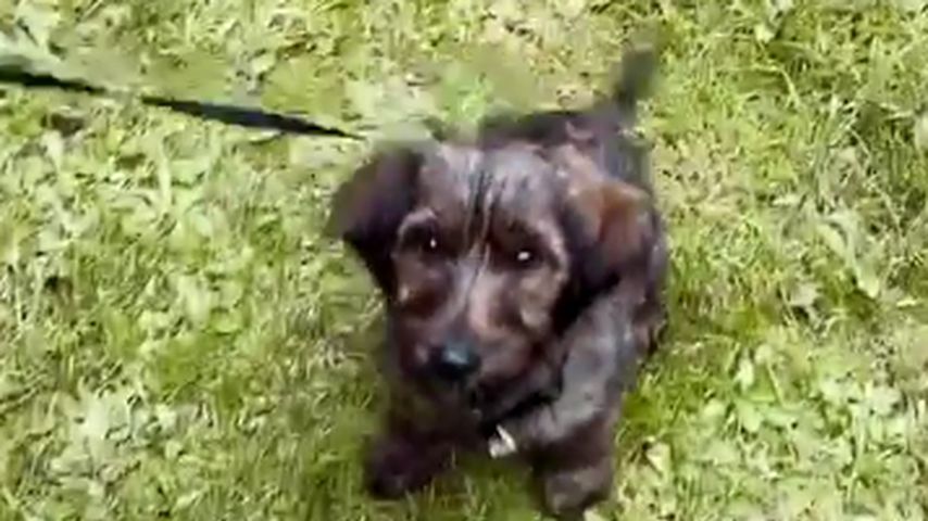 Gerda Lewis' Hund Teddy