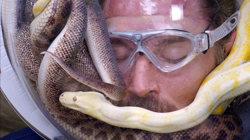 Gil Ofarim, Dschungelcamp 2026