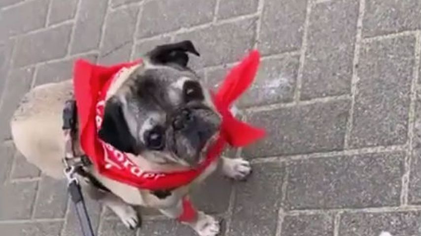Gizmo, Hund von Christin Kaeber