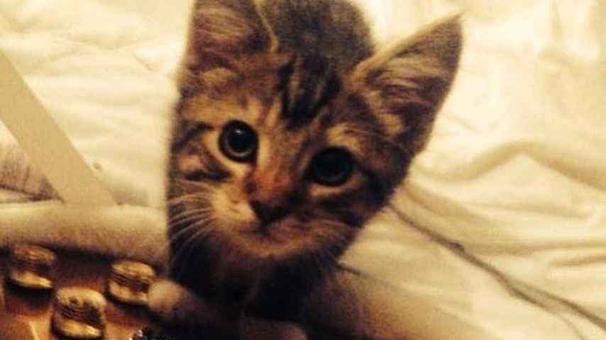 Graham, Kater von Ed Sheeran