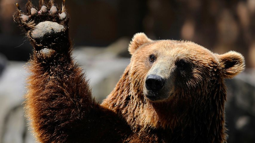 Ein Grizzlybär