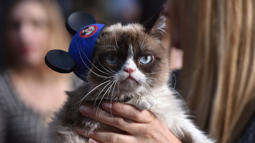 Phänomen Grumpy Cat: Darum wird sie von allen so geliebt!