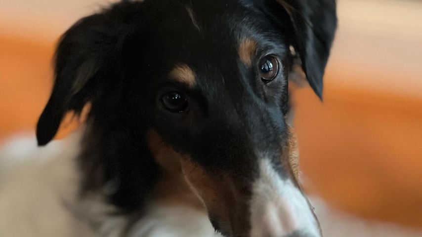 Guido Maria Kretschmers Hund Idaya
