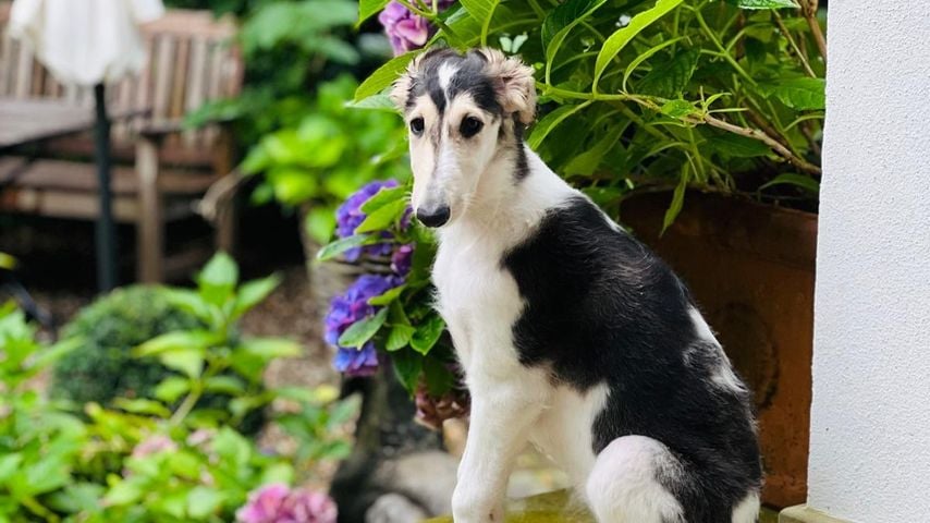 Guido Maria Kretschmers Hund Pierrine im August 2024