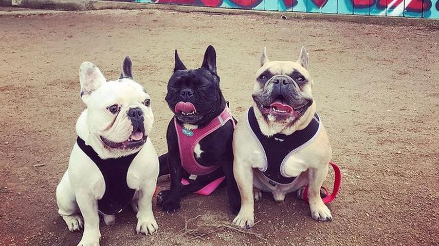 Gustave, Asia und Koji, Hunde von Lady Gaga