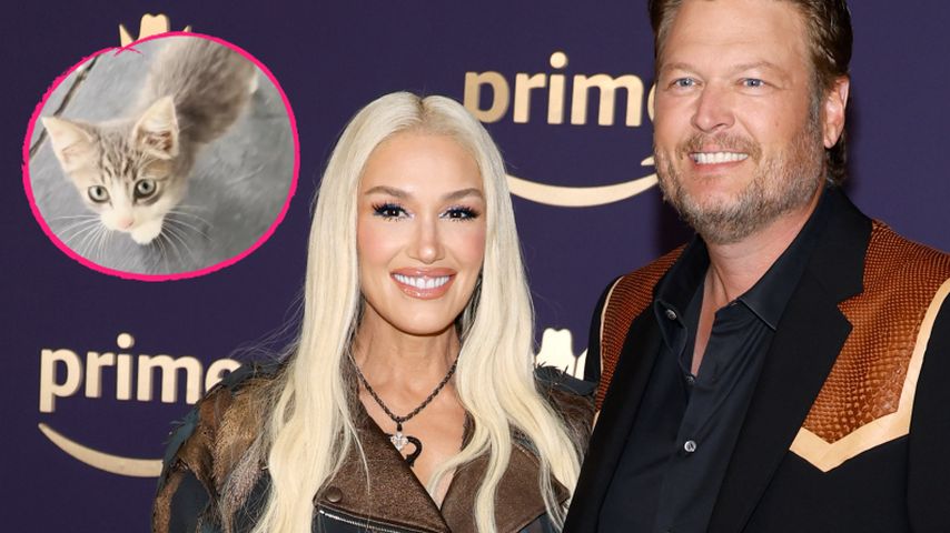 Großes Herz: Gwen Stefani und Blake retten krankes Kätzchen