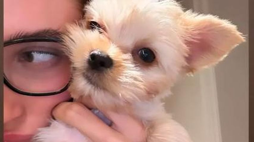 Wie goldig! Hailey und Justin Biebers neues Familienmitglied