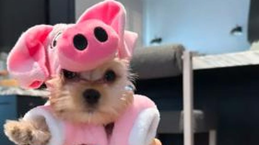 Hailey und Justin Biebers Hund Piggy Lou