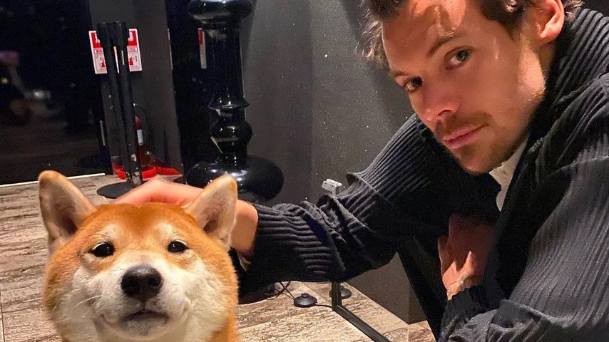 Harry Styles und der Shiba Inu Bell im März 2023