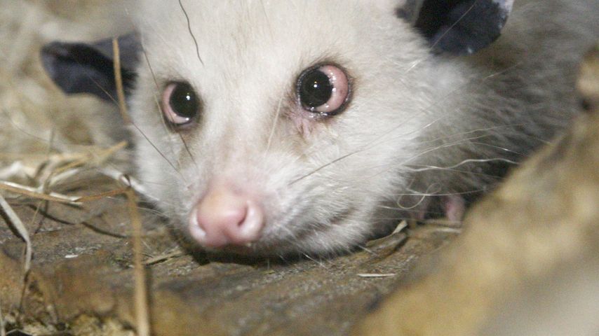 Heidi, das schielende Opossum ist tot