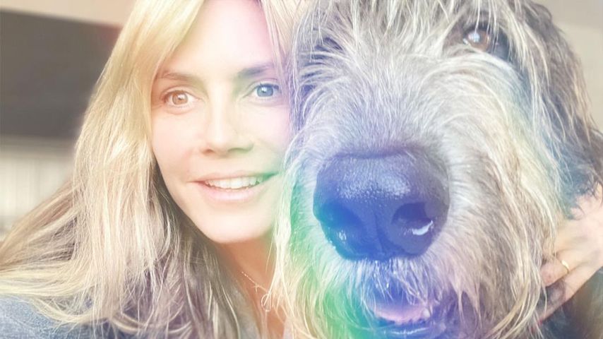 So süß überraschten Heidi Klum und Tom Kaulitz ihren Hund