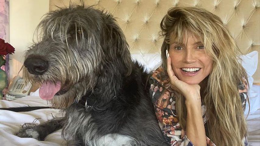 Heidi Klum und ihr Hund Anton
