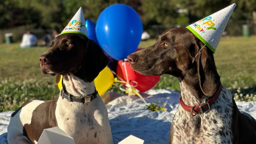 Heidi Klum und Tom Kaulitz' Hunde Uschi und Jäger