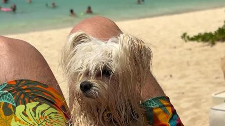 Heidi Klums Hund Fritz kuschelt mit einem Familienmitglied auf St. Barths
