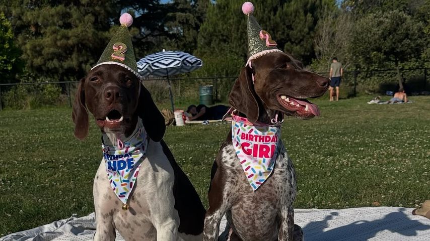 Heidi Klums Hunde im Juni 2025