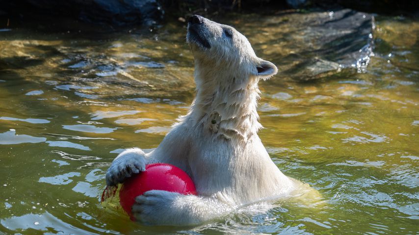 Hertha im Berliner Tierpark