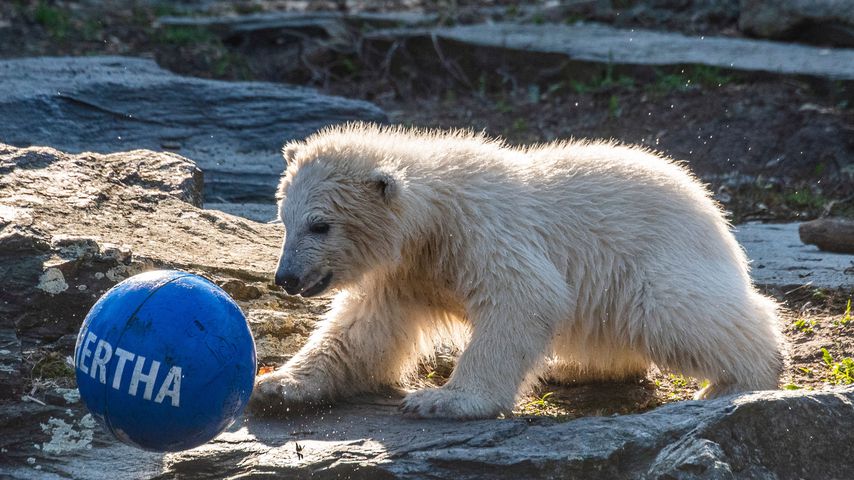 Hertha im Tierpark Berlin, 2019