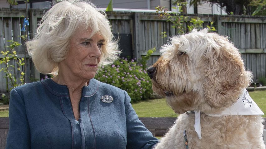 Na hoppla: Camilla und dieser Hund haben die gleiche Frisur!
