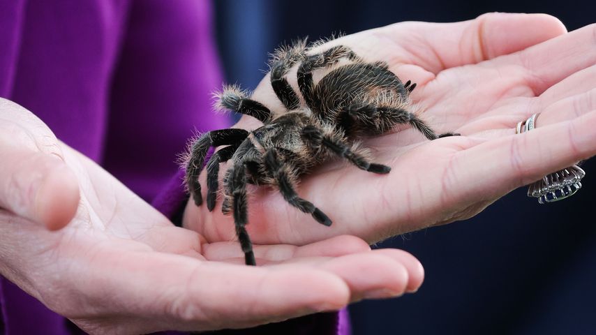 Herzogin Kate mit einer Vogelspinne