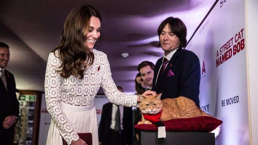 Weltberühmter Kater: Bob lernte sogar Herzogin Kate kennen!