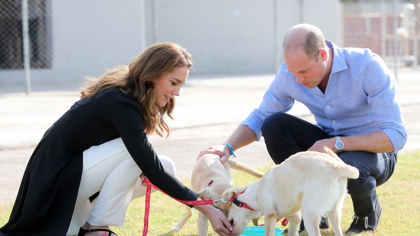 Streicheleinheiten: William und Kate besuchen Hunde-Center