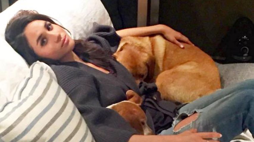 Herzogin Meghan mit zwei ihrer Hunde