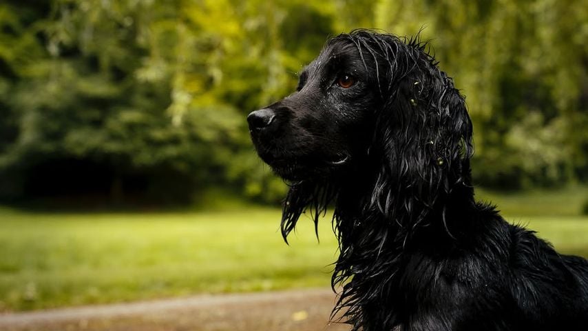 Hündin Orla, Hund von Prinzessin Kate und Prinz William