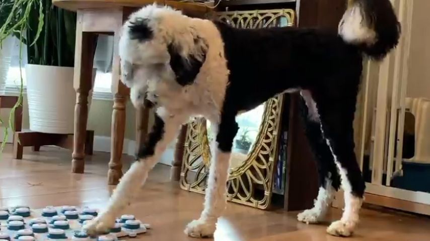 TikTok erobert: Dieser Hund spricht mit seinem Frauchen