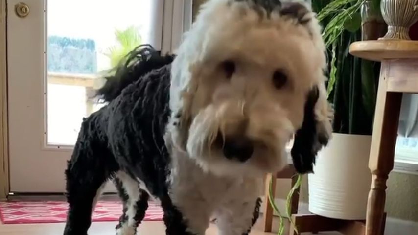 Hund Bunny, 2021