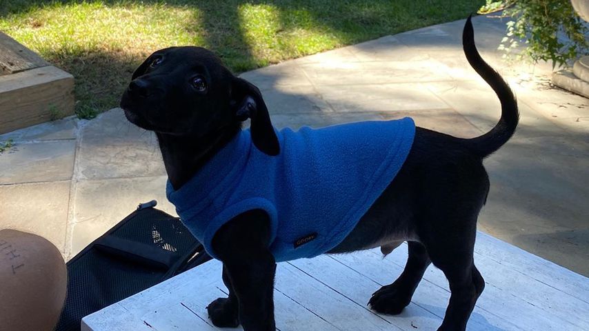 Dua Lipa und Anwar Hadids Hund Dexter