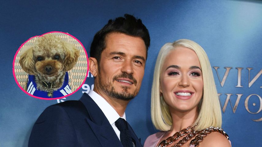 Tod des Hundes: So bewies Orlando Katy seine Vaterqualitäten