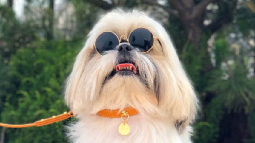 Shih Tzu Bontenmaru, Style-Hund 2020