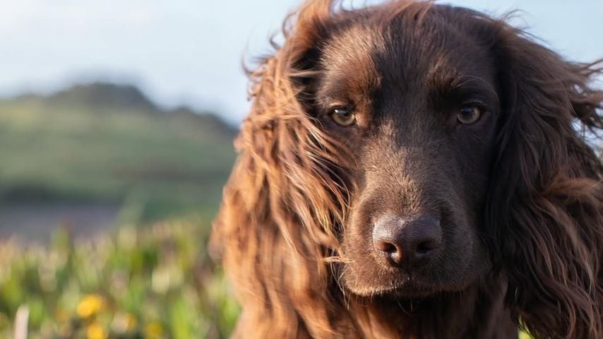Otto, Hund von Prinzessin Kate und Prinz William