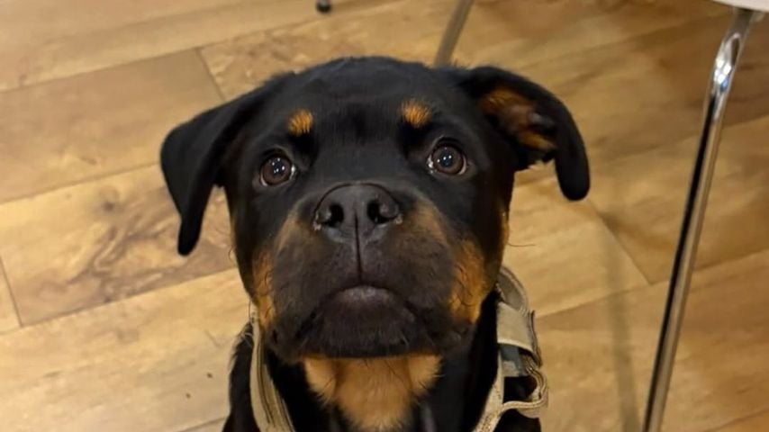 Hund Rodney von Pete Wick 2026