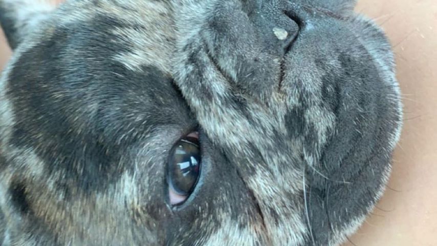 Rolo, Hund von Katie Price, Juli 2020