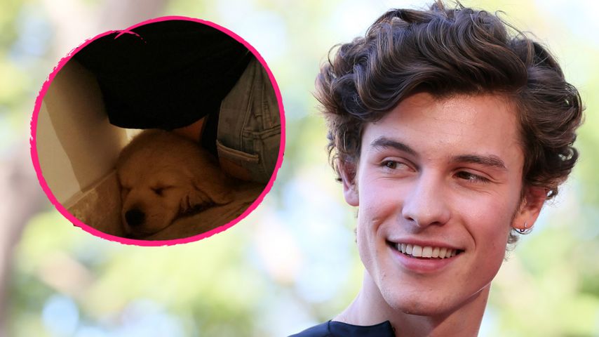 Shawn Mendes kuschelnd: Er liebt seinen neuen Hund Tarzan!