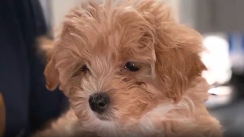 Taylor, Hund der Familie Douglas, Februar 2020