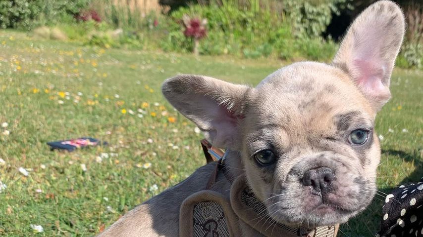 Hund Trüffel von Holly Ramsay, Mai 2020
