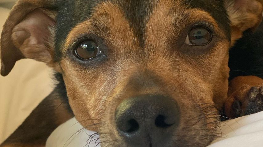 Hund von Ashley Greene
