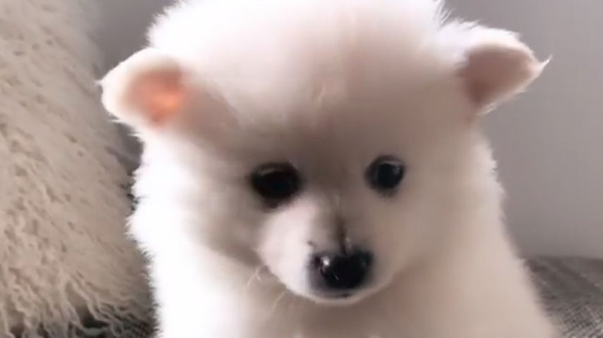 Hund von Domenico De Cicco